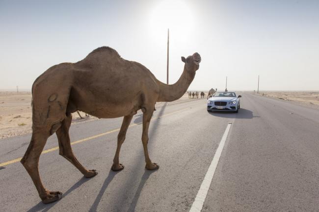 La bentley continental gtc v8 s en promenade dans le desert 